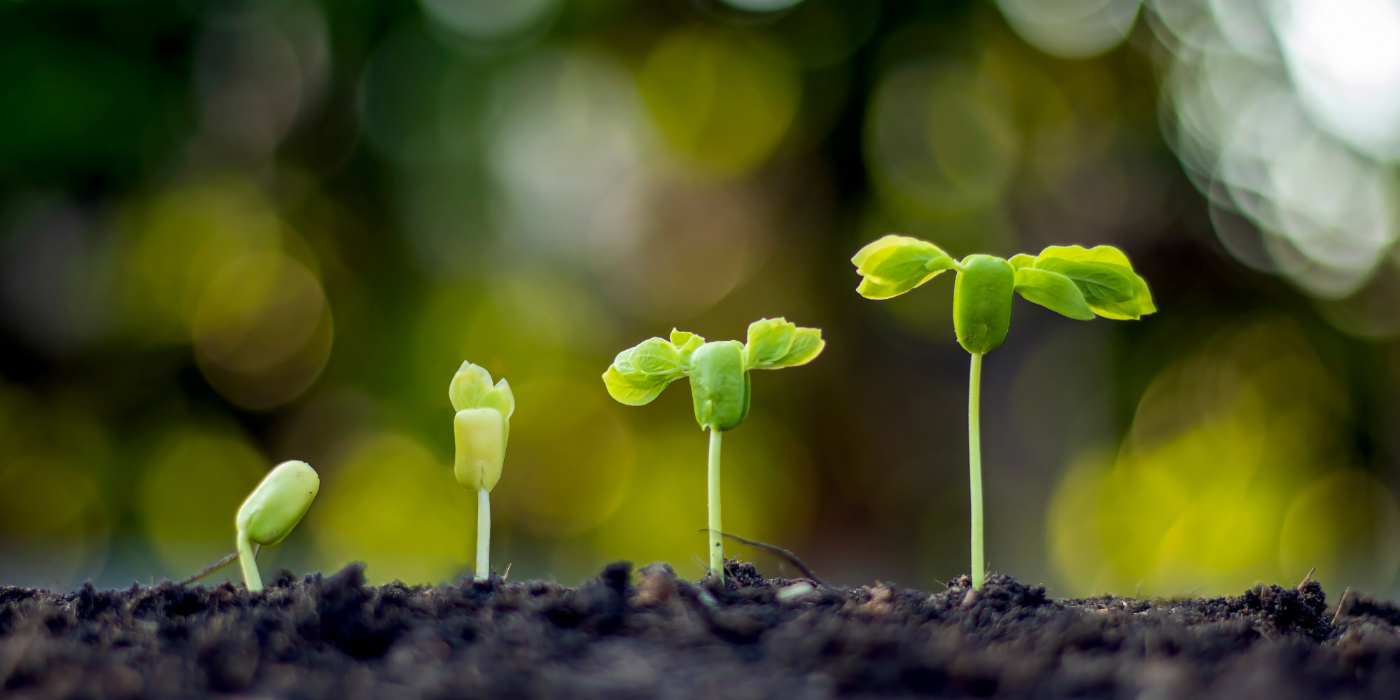 Image of a seed growing